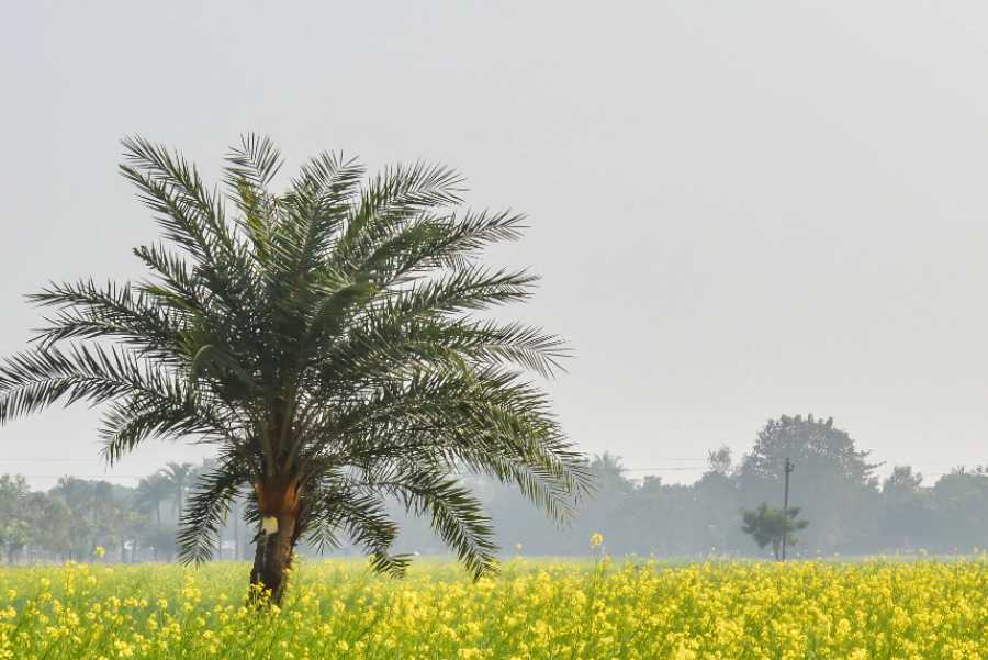 krishnanagar mustard field